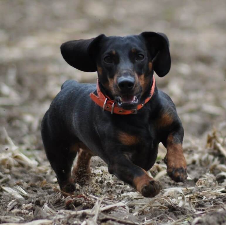 Hunde-OP-Versicherung